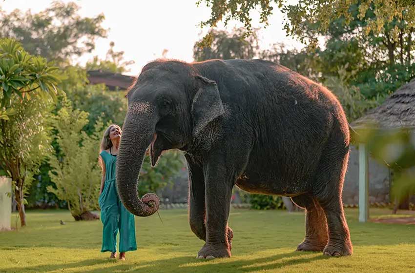 Ethical Elephant Experience in Jaipur – Feed, Walk & Bathe Elephants