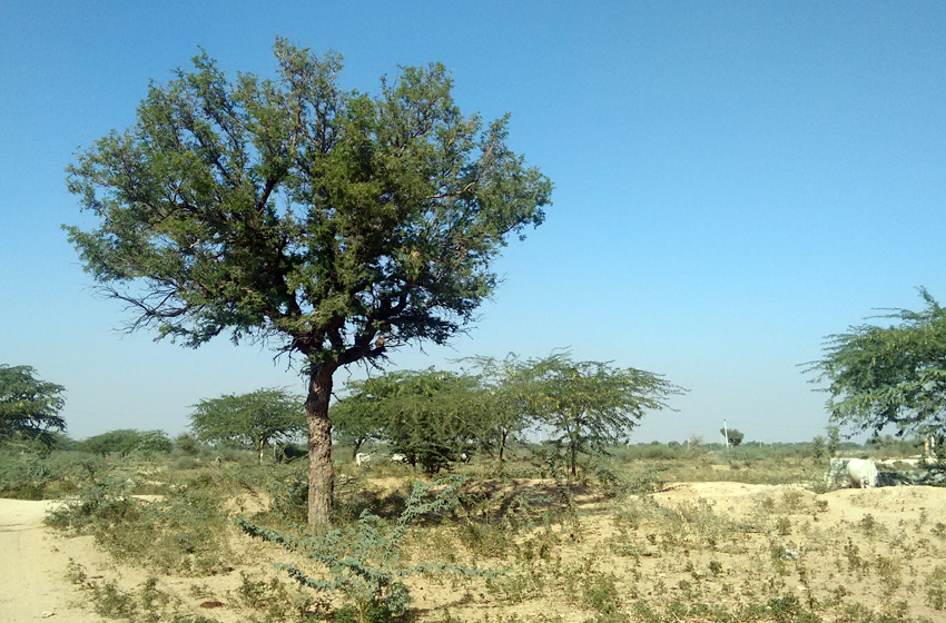 Bishnoi Village Safari + Pottery & Weaving Experience