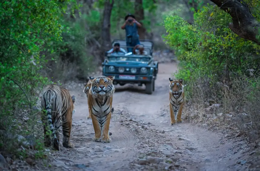 6 Days Golden Triangle Tour with Ranthambore