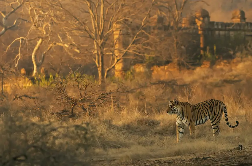 Ranthambore – Into the Wild